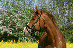 horse
