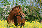 horse