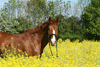 horse