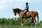 horse