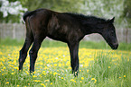 brown colt