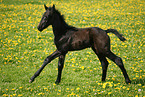 running foal