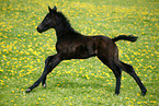 running foal