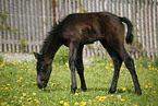 grazing foal