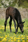 grazing foal