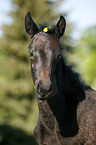 foal portrait