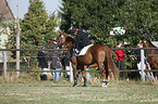 horse