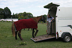 horse transport