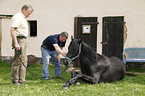 horse