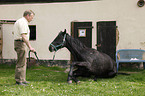 horse