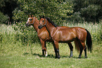 two horses