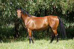 standing horse