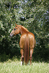 standing horse