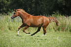 running horse