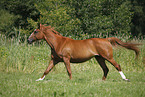 running horse