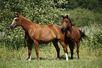 two horses