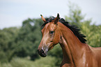 horse portrait