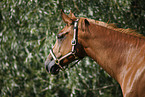 horse portrait