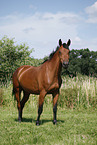 standing horse