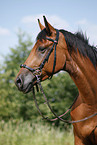 bitless bridle