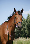 bitless bridle