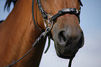 bitless bridle