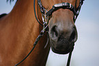 bitless bridle