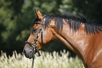 bitless bridle