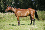 bitless bridle