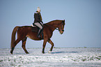 rider with warmblood