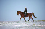 rider with warmblood