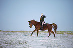 rider with warmblood