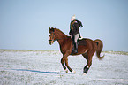 rider with warmblood