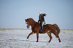rider with warmblood