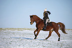 rider with warmblood