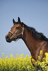 warmblood portrait