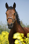 warmblood portrait