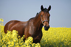 warmblood portrait