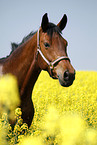 warmblood portrait