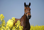 warmblood portrait