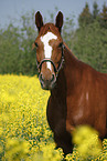 warmblood portrait