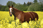 warmblood portrait