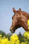 warmblood portrait