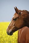 warmblood portrait