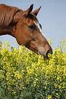warmblood portrait