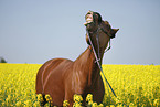 warmblood portrait