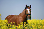 warmblood portrait