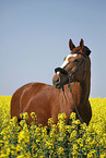 warmblood portrait