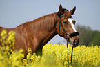 warmblood portrait