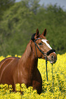 warmblood portrait